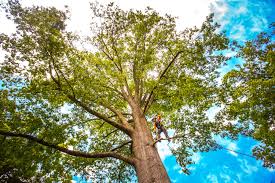 Best Tree Health Inspection  in Larchmont, NY