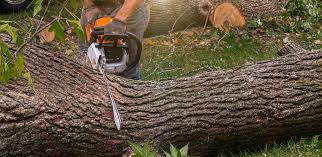 Best Storm Damage Tree Cleanup  in Larchmont, NY