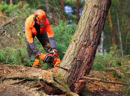 Best Hazardous Tree Removal  in Larchmont, NY