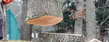 How Our Tree Care Process Works  in  Larchmont, NY