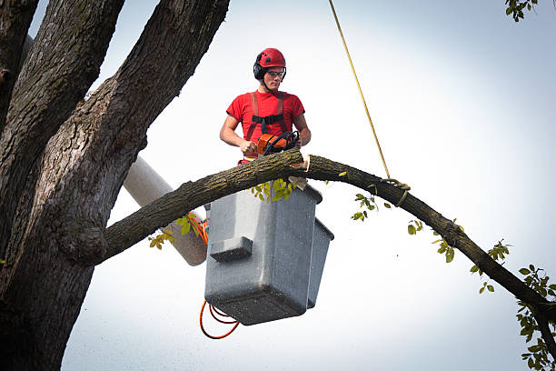 Best Emergency Tree Removal  in Larchmont, NY